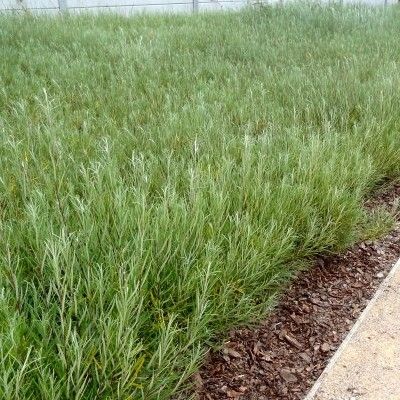 Saule à feuilles de romarin - Leaderplant