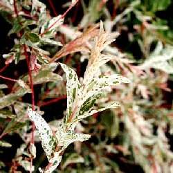 Saule crevette - Leaderplant