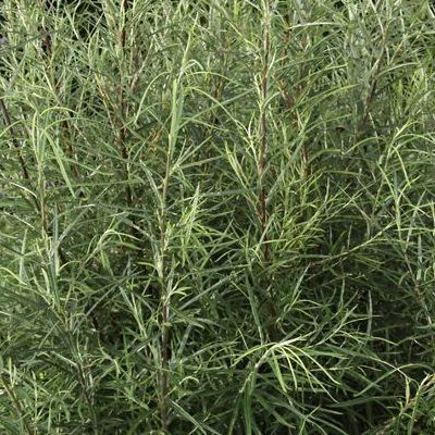 Saule à feuilles de romarin - Leaderplant