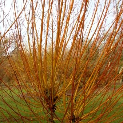 Saule Osier ou Saule des Vanniers - Leaderplant