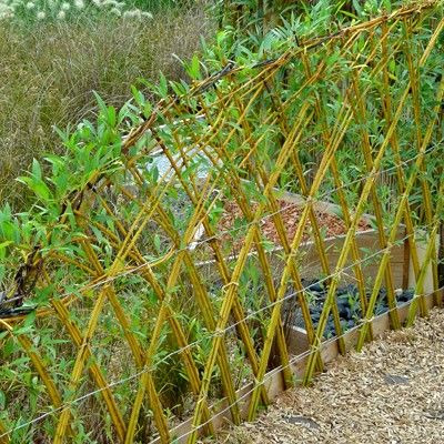 Saule Osier ou Saule des Vanniers - Leaderplant