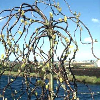Saule Curly - Leaderplant
