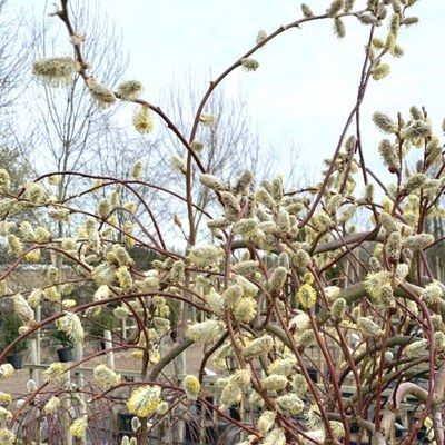 Saule Curly - Leaderplant