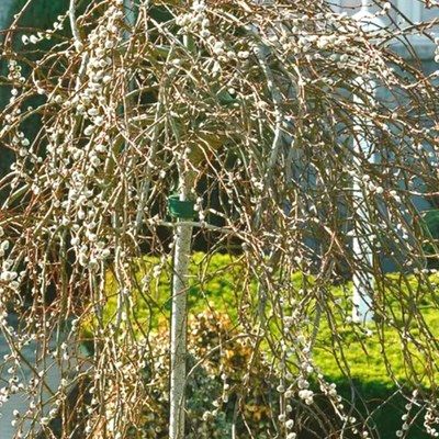 Saule Curly - Leaderplant