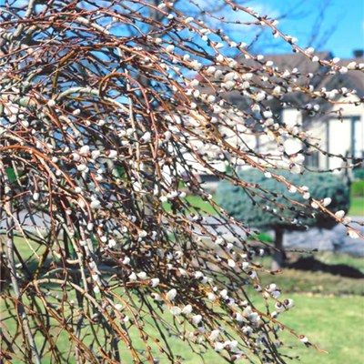 Saule Curly - Leaderplant