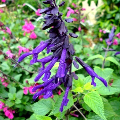 Sauge Amistad ® - Leaderplant