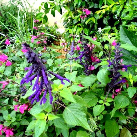 Sauge Amistad ® - Leaderplant