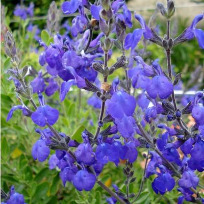 Sauge bleue Blue Note ® - Leaderplant