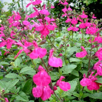 Sauge 'Cerro Potosi' - Leaderplant