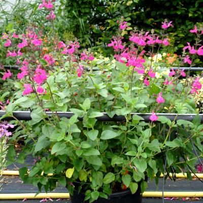 Sauge 'Cerro Potosi' - Leaderplant