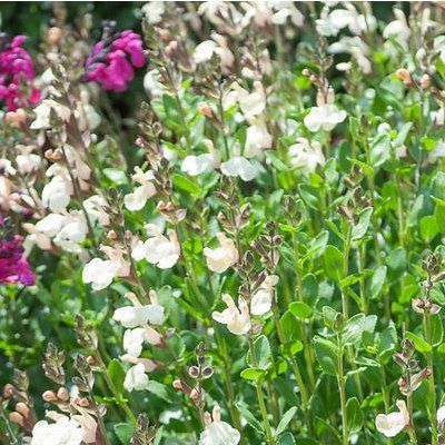 Sauge Cherbourg - Leaderplant