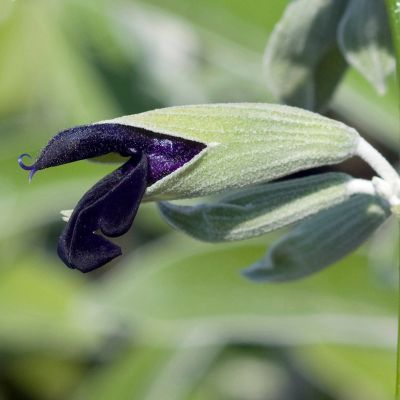 Sauge discolor Cassis / Sauge Péruvienne - Leaderplant