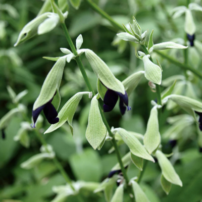 Sauge discolor Cassis / Sauge Péruvienne - Leaderplant