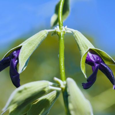 Sauge discolor Cassis / Sauge Péruvienne - Leaderplant