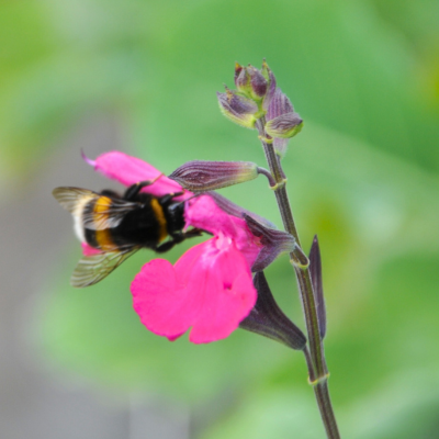 Sauge Rose Sugar - Leaderplant