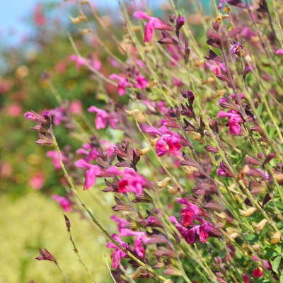 Sauge Rose Sugar - Leaderplant