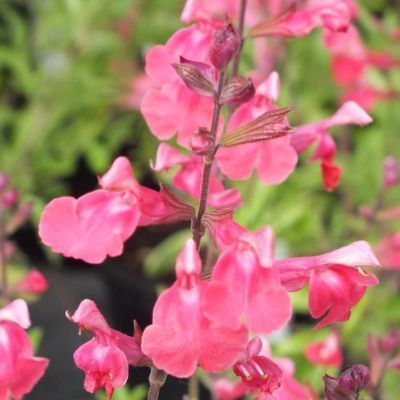 Sauge Lipstick - Leaderplant