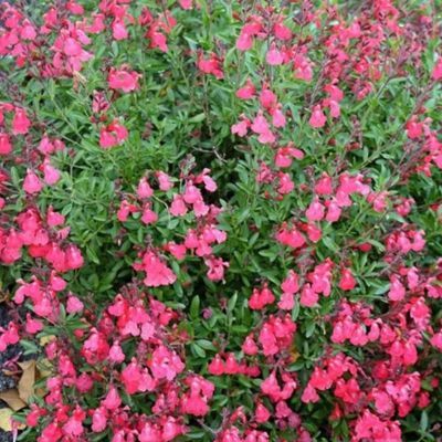 Sauge Lipstick - Leaderplant