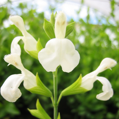 Sauge arbustive blanche - Leaderplant
