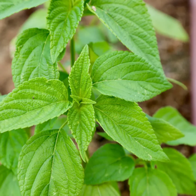 Graines Bio de Sauge Chia - graines de Chia (Ferme de Sainte Marthe)  - Leaderplant