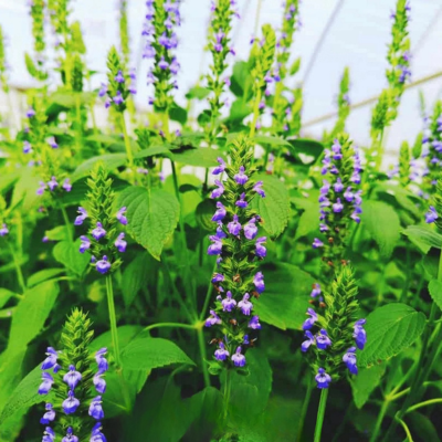 Graines Bio de Sauge Chia - graines de Chia (Ferme de Sainte Marthe)  - Leaderplant