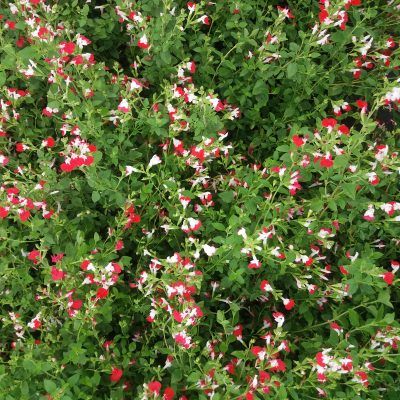 Sauge bicolore Little Kiss ® - Leaderplant