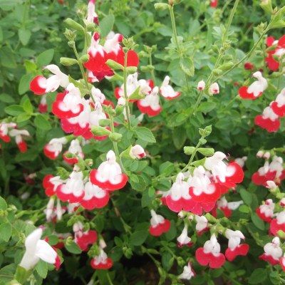 Sauge bicolore Little Kiss ® - Leaderplant