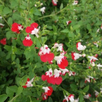 Sauge bicolore Little Kiss ® - Leaderplant