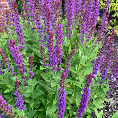 Sauge des bois Ostfriesland  - Leaderplant