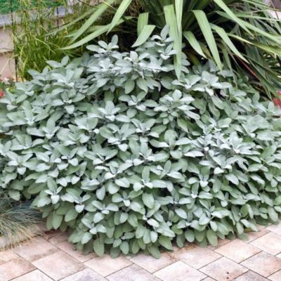 Sauge officinale Berggarten - Leaderplant