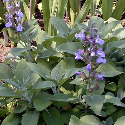 Sauge officinale Berggarten - Leaderplant
