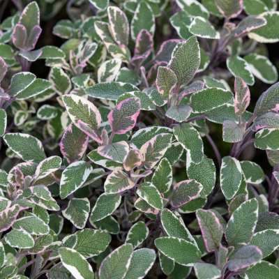 Sauge officinale tricolore - Leaderplant