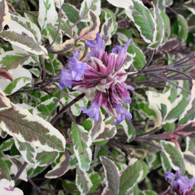 Sauge officinale tricolore - Leaderplant