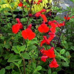 Sauge Royal Bumble - Leaderplant