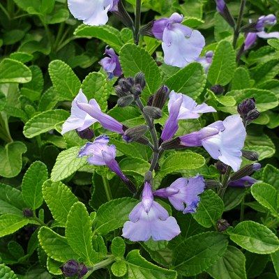 Sauge So Cool Pale Blue ® - Leaderplant