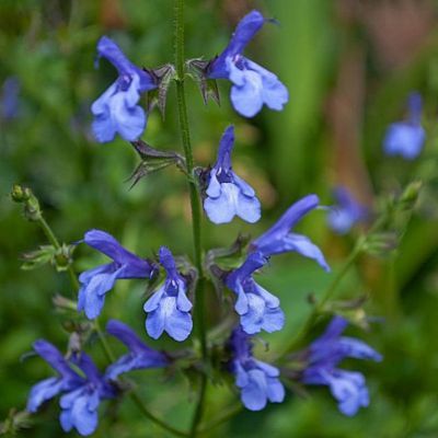 Sauge des marais African Sky  - Leaderplant