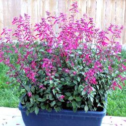 Sauge 'Wendy Wish' ® - Leaderplant