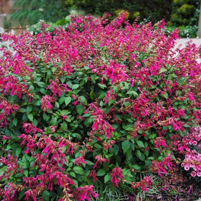 Sauge 'Wendy Wish' ® - Leaderplant