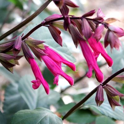 Sauge 'Wendy Wish' ® - Leaderplant