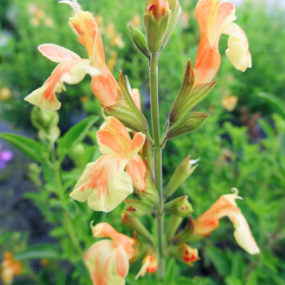 Sauge Belle de Loire® - Leaderplant