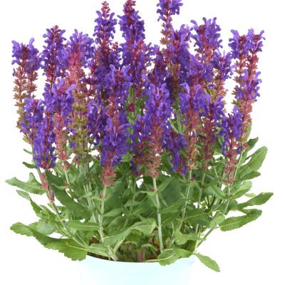 Sauge Dark Matter ® - Leaderplant