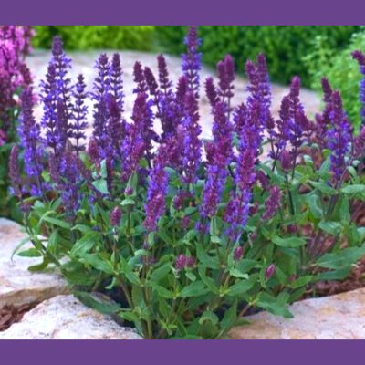 Sauge Dark Matter ® - Leaderplant