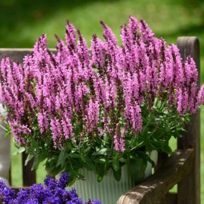 Sauge Pink Nebula - Leaderplant