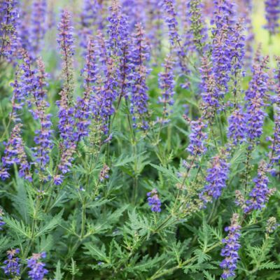 Sauge Carina - Leaderplant