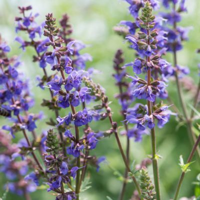 Sauge Carina - Leaderplant