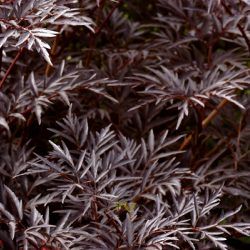 Sureau noir Black Lace ® - Leaderplant