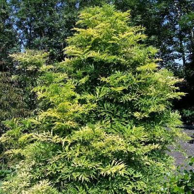 Sureau doré colonnaire Golden Tower ® - Leaderplant