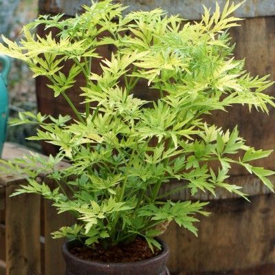 Sureau doré colonnaire Golden Tower ® - Leaderplant