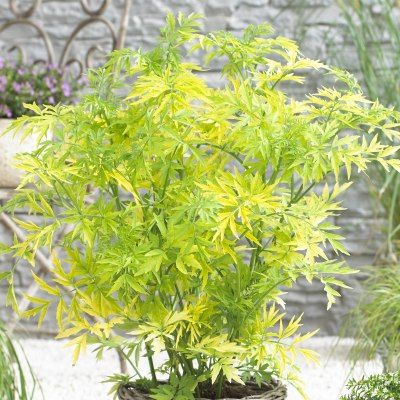 Sureau doré colonnaire Golden Tower ® - Leaderplant