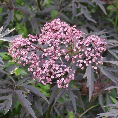 Sureau noir Cherry Lace ® - Leaderplant